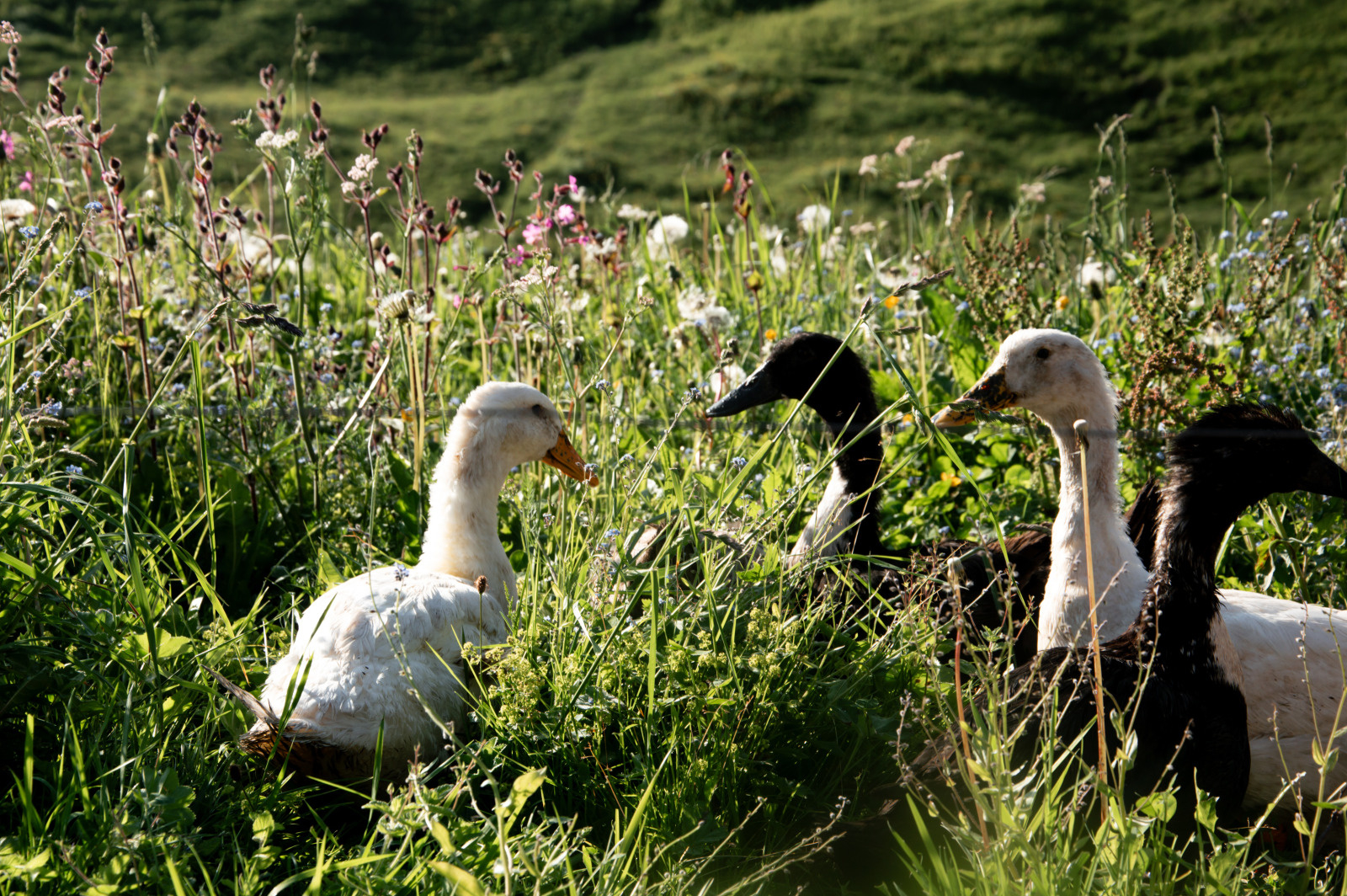 Die Tiere auf dem Bauernhof am Col de la Croix