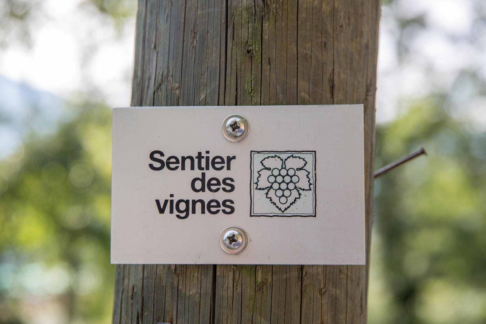 Sur le Sentier des Vignes
