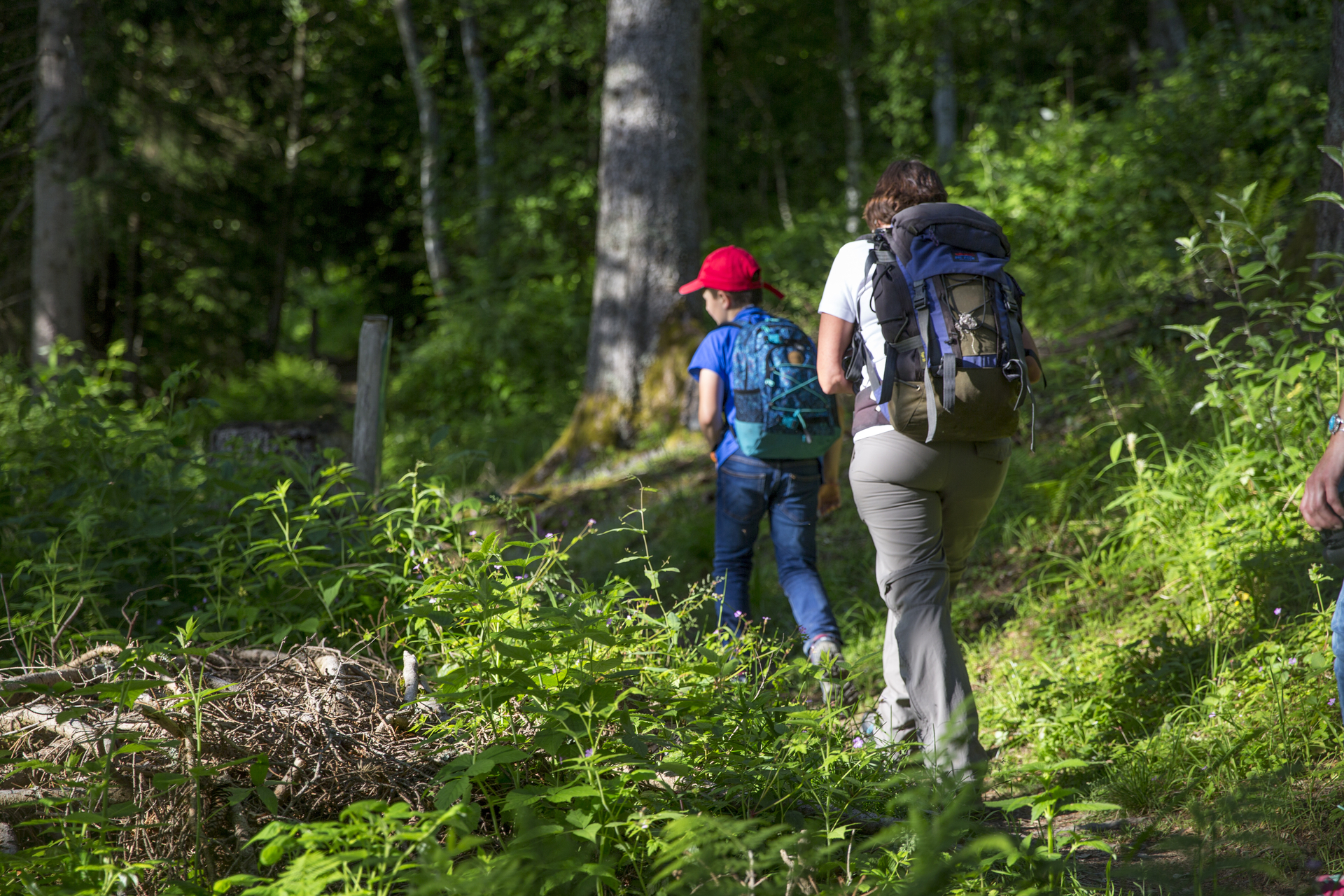 Randonnée ombragée sur le sentier des Renardeaux