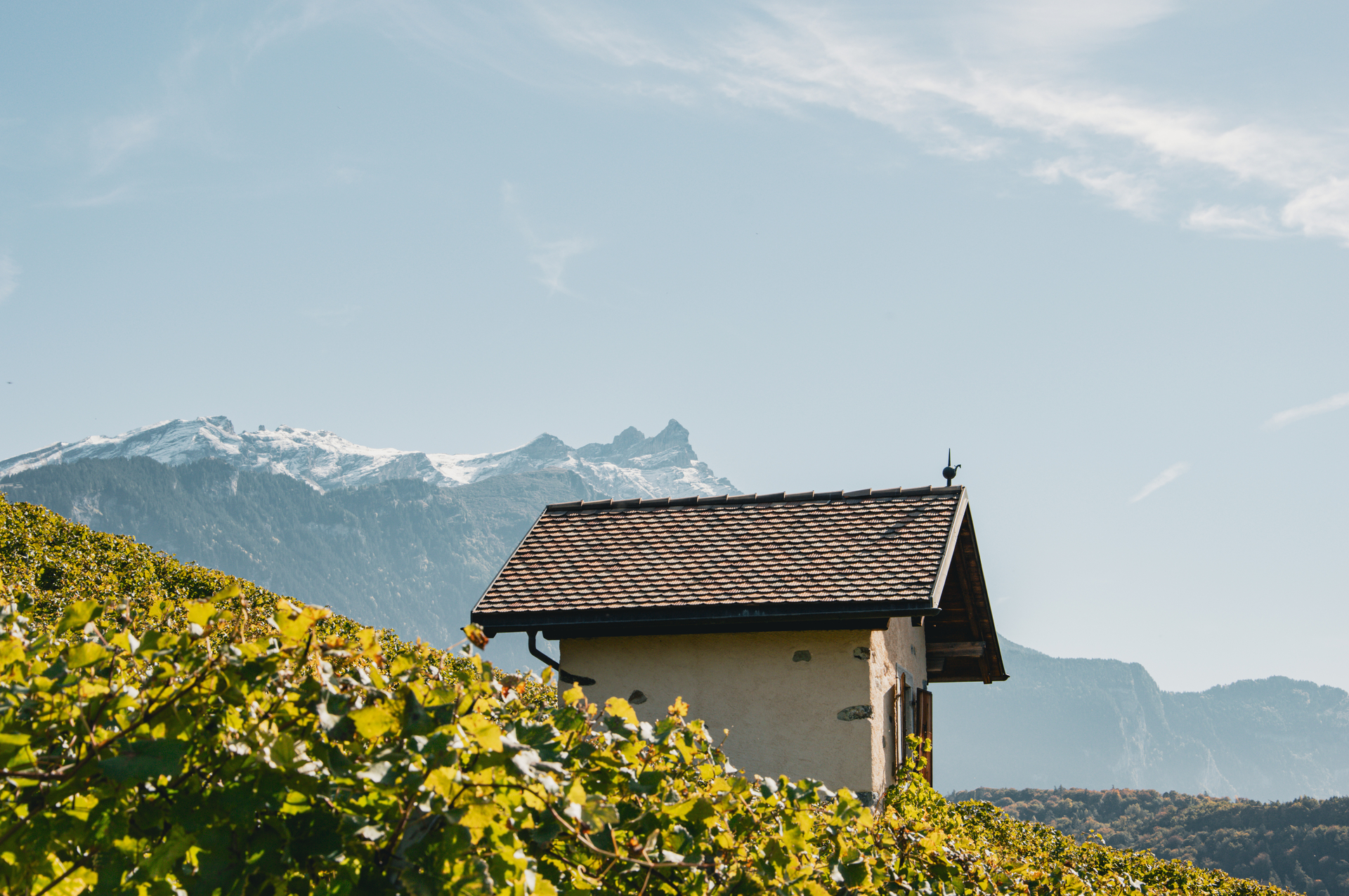Une capite dans le vignoble de Pierre et Michel Anex