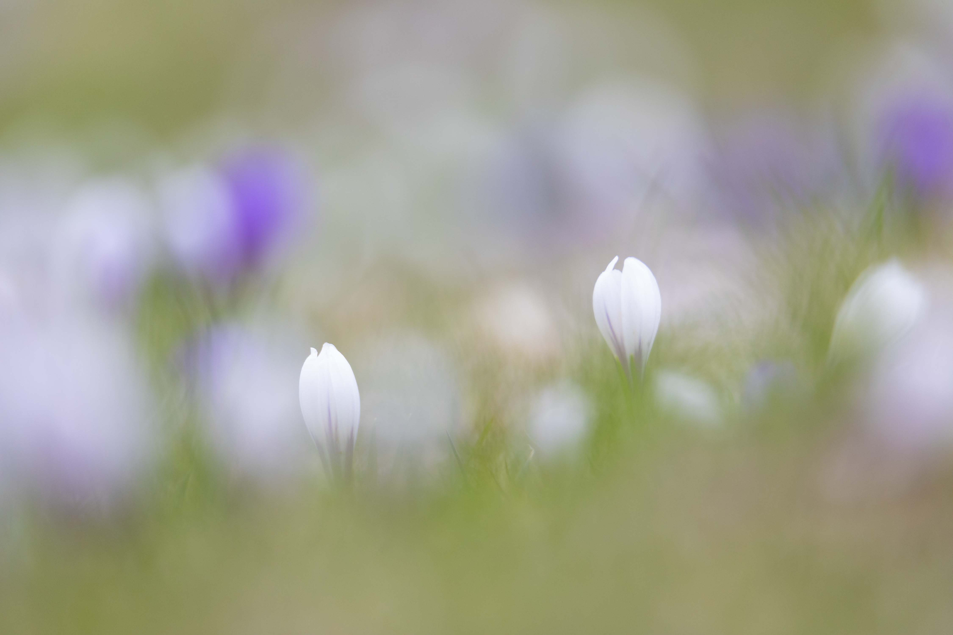 Le crocus se distingue du perce-neige par ses couleurs violettes, blanches ou jaunes, là où le perce-neige reste d’un blanc immaculé