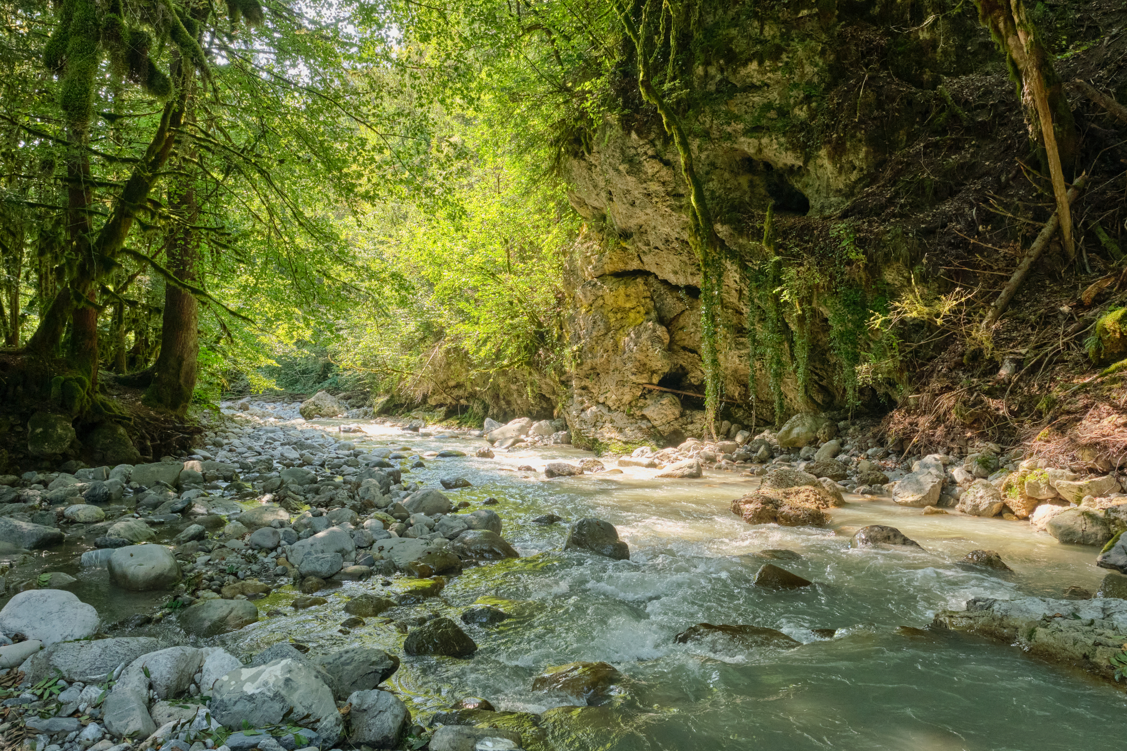 Wald von Fahy