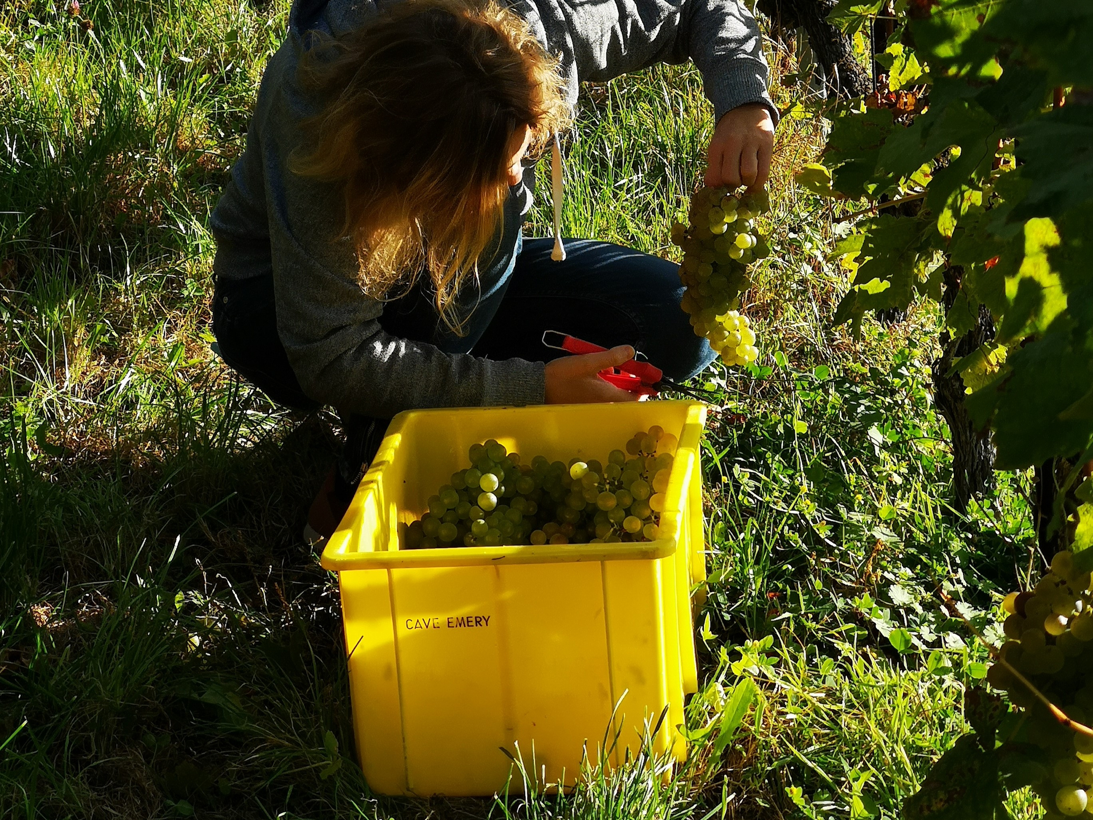 Cave ouverte des vendanges