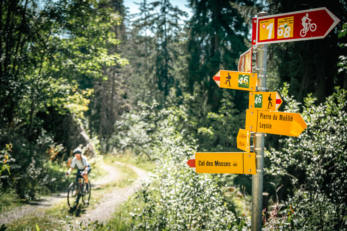 Gravel - forest climb in front of a signpost - summer