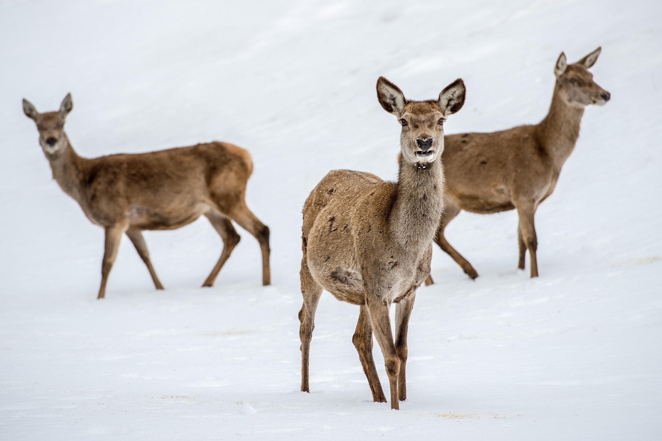 Parc à biches - hiver - Leysin