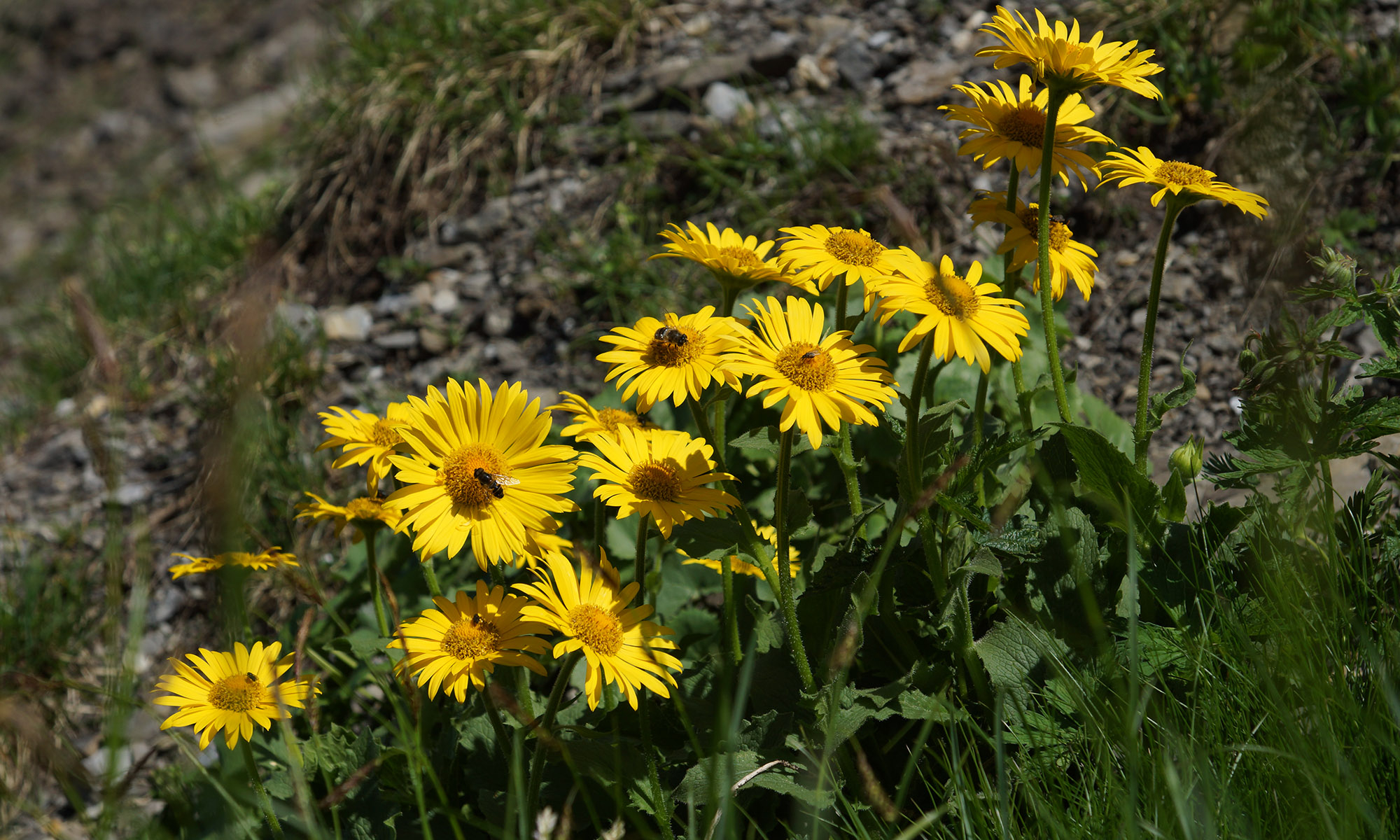 Plantes de montagne