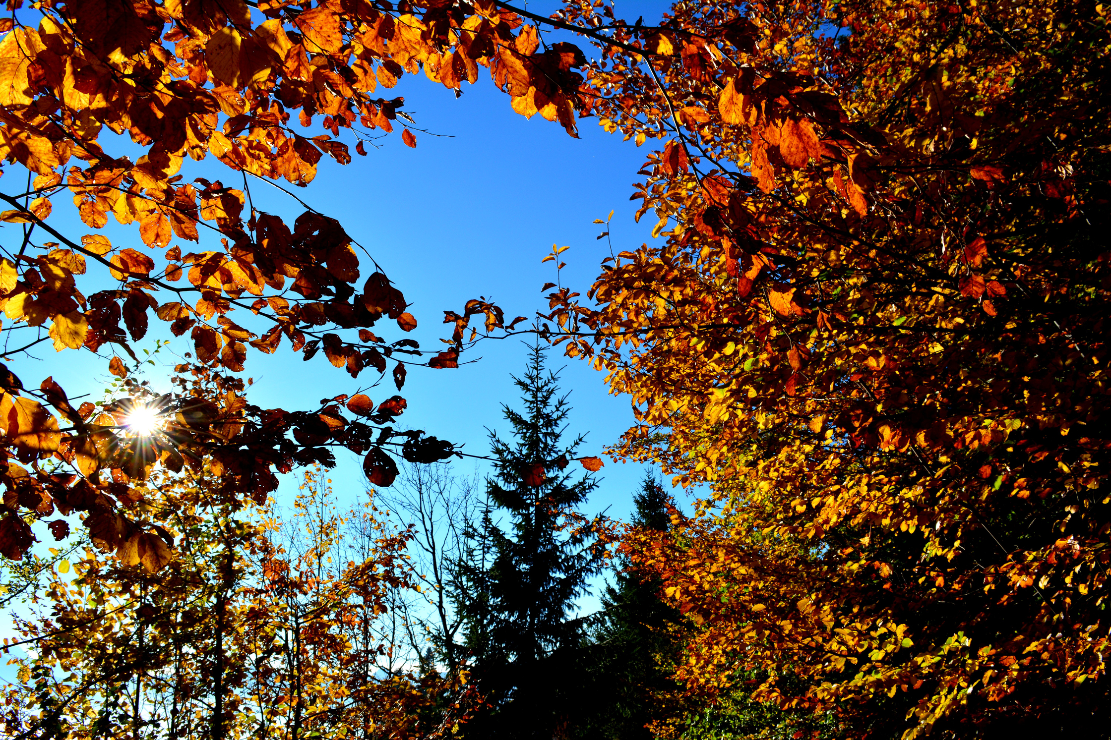 Arveyes forêt automne