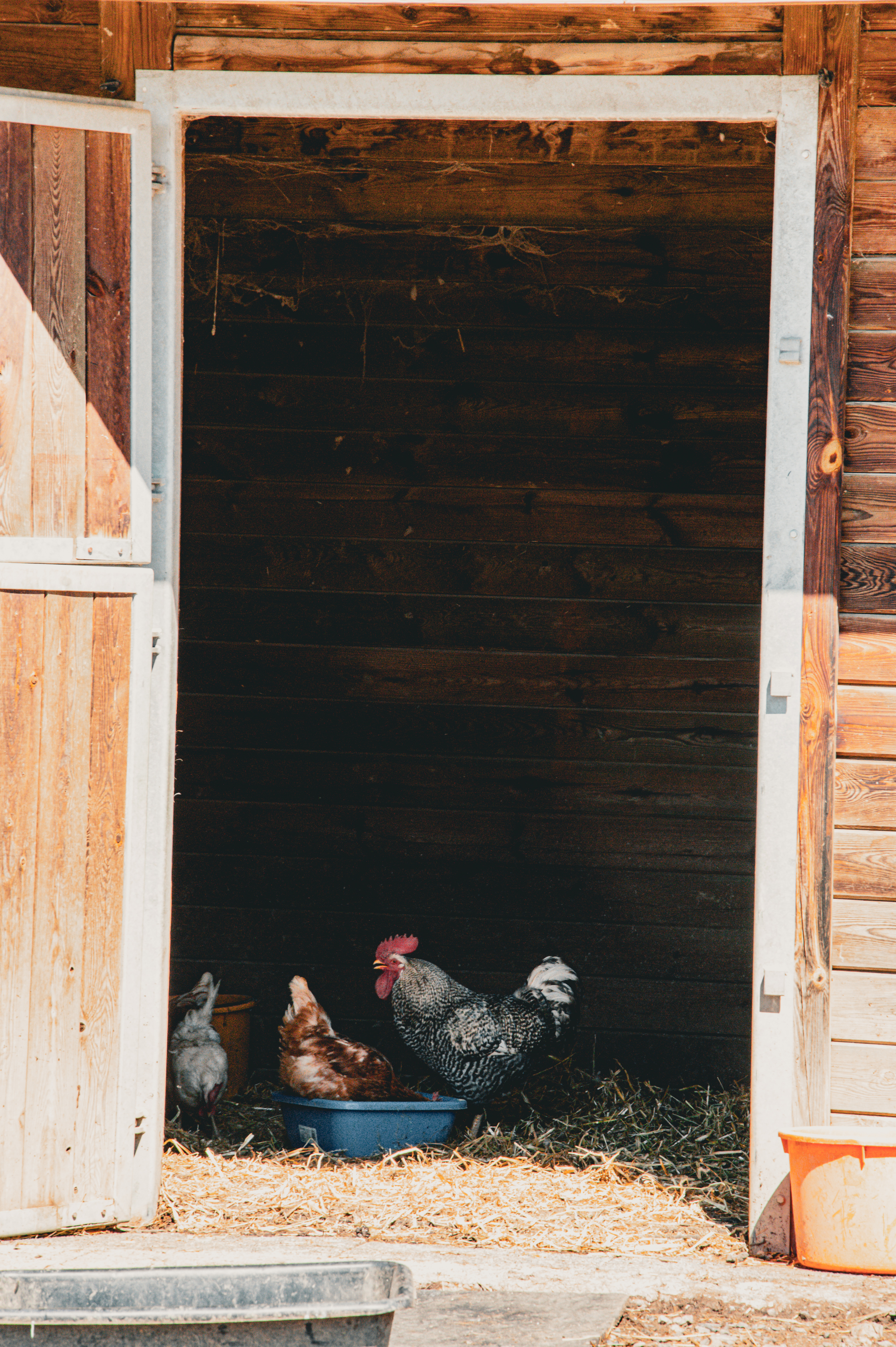 Visite à la ferme Chez Bonzon