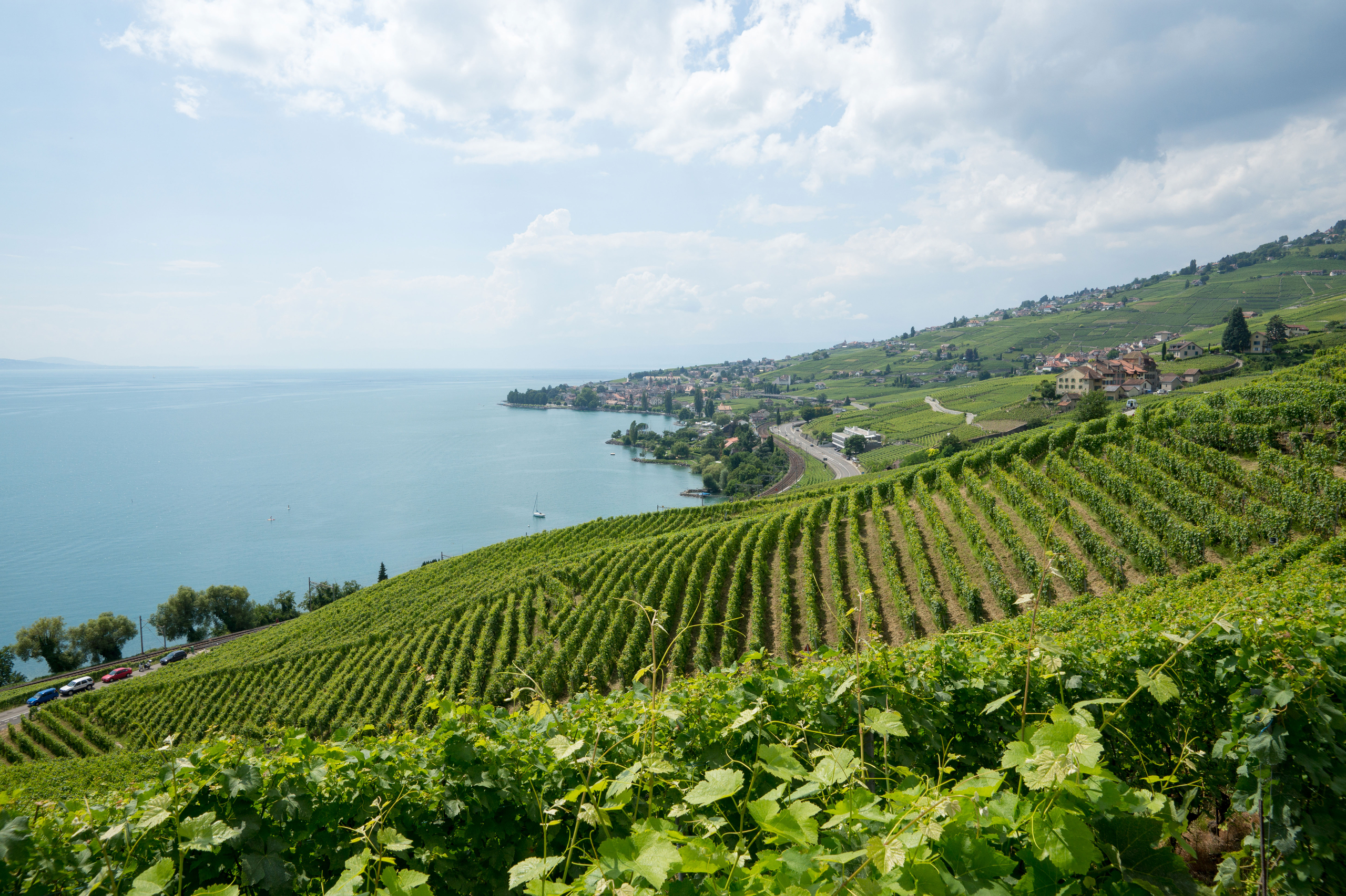 Lavaux