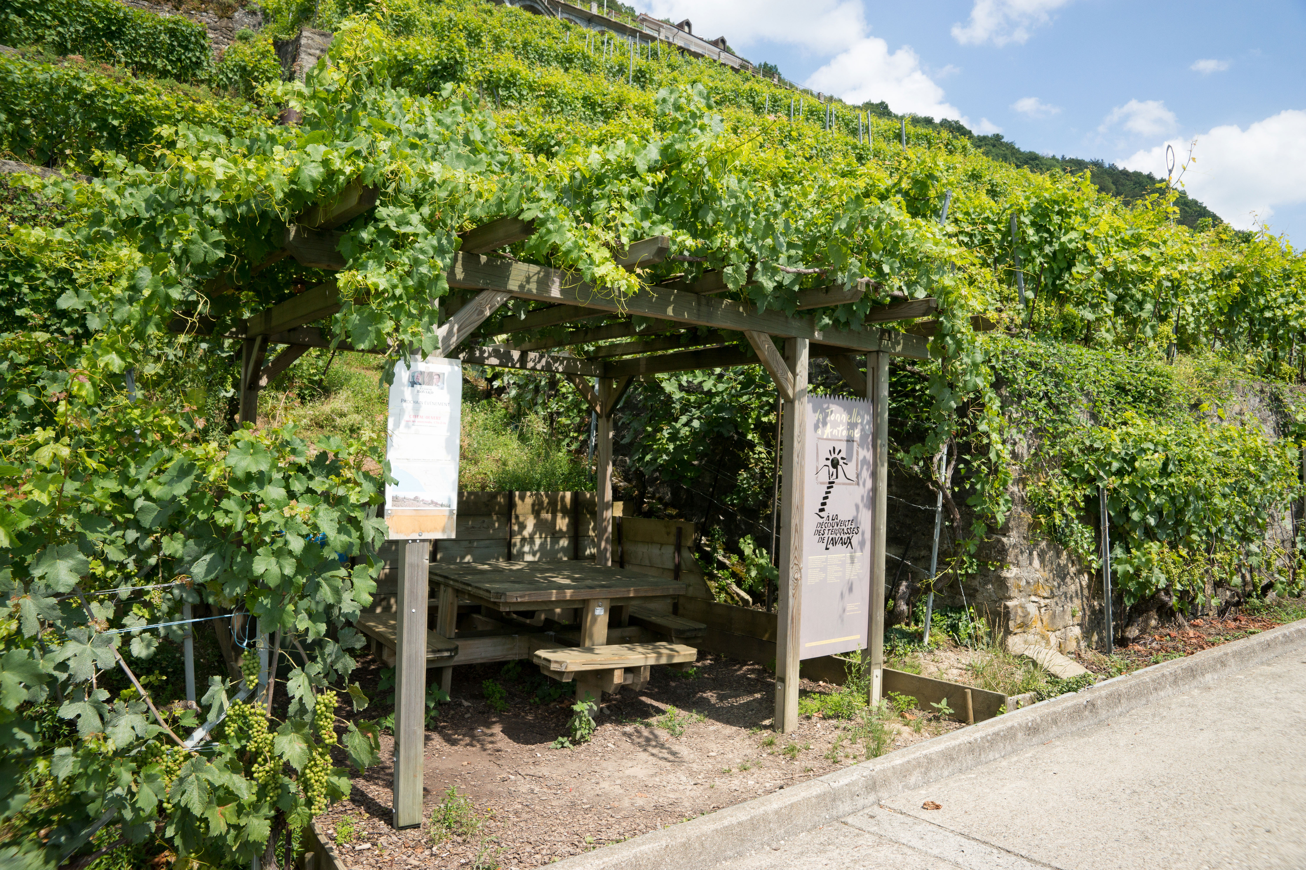 Tonnelle d'Antoine, Lavaux