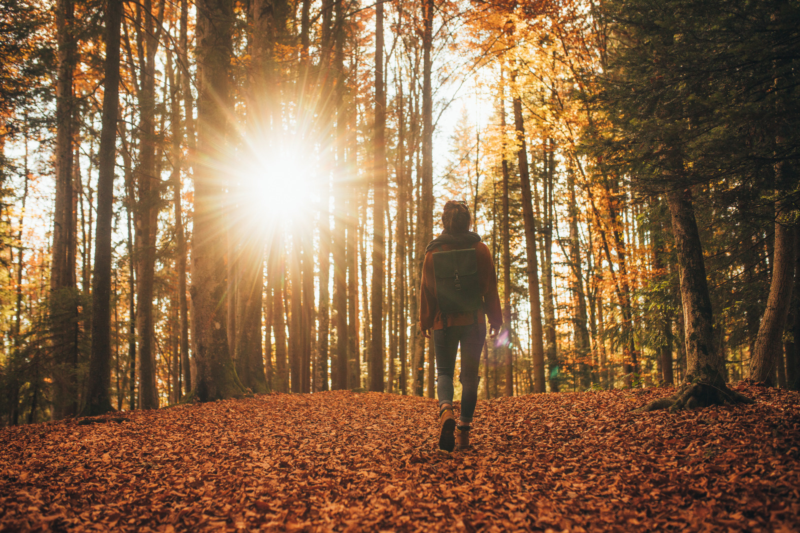 Automne Foret