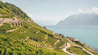UNESCO-Weinterrassen von Lavaux