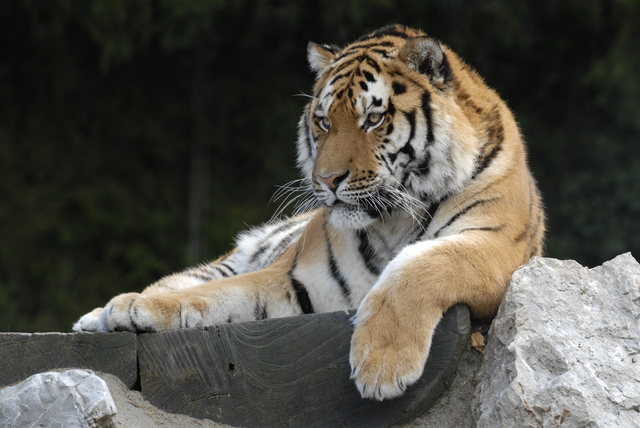 Servion Zoo