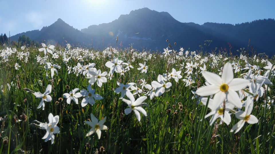 Narcisses Caux