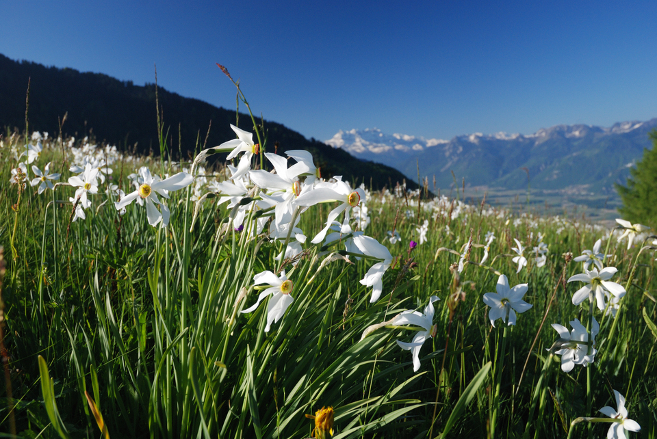 Narcisses Caux 21