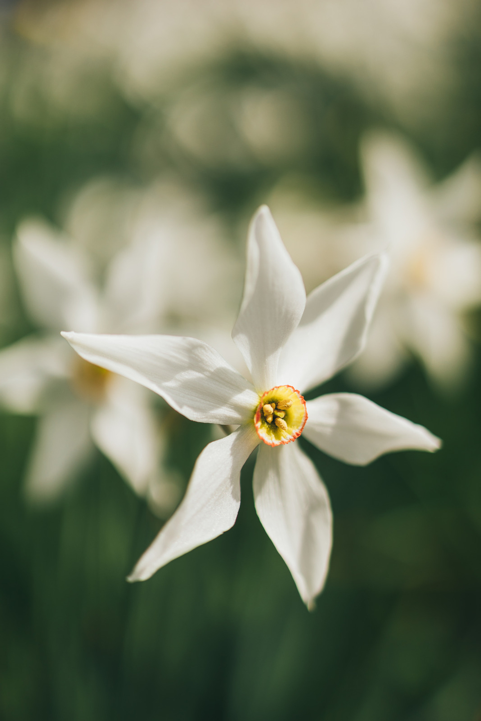 La fleur emblématique de Montreux Riviera
