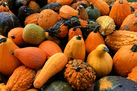Courges en fête à Echallens (VD)