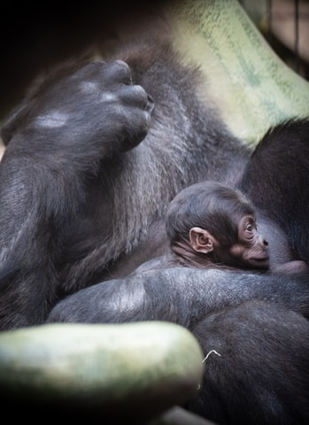 Gorilla-Baby Xola sorgt im Zoo Basel für Babyglück