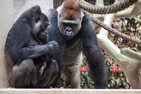 Süsse Tierbabys in den Schweizer Zoos: Jungtiere und Ge...