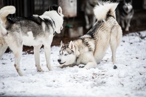 Besichtigung Husky-Gehege
