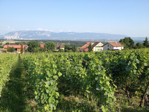 Caves Ouvertes – Genève