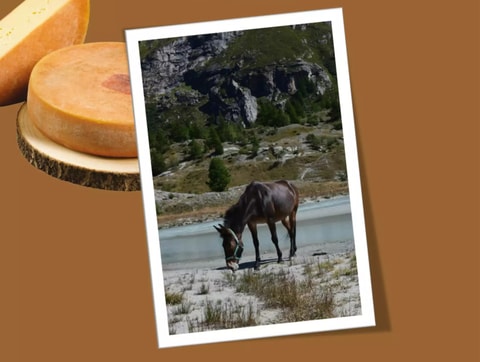 Gastronomie, terroir et traditions au pas des mulets dans le vallon de Ferpècle (VS)