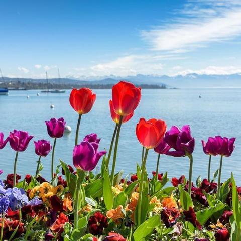 Fête de la Tulipe – Morges