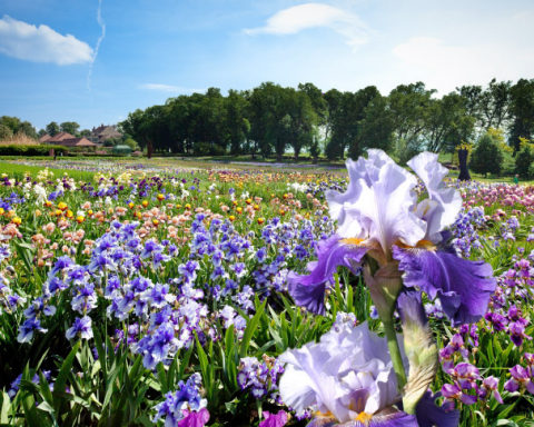 Floralies de Vullierens