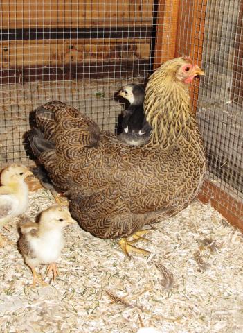 Pâques à la ferme – La Chaux-de-Fonds