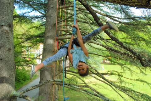 Grimpe dans les arbres