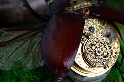 Exposition « Sur les ailes du temps. Insect o&rsquo;clock » – Le Locle