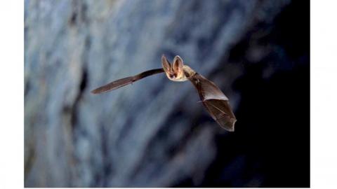 Nuit européenne des chauves-souris