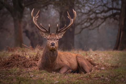 Brame du cerf au vallon de Réchy