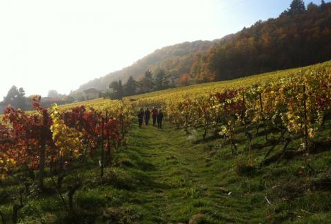 Le sentier des châtaigniers à Bursins