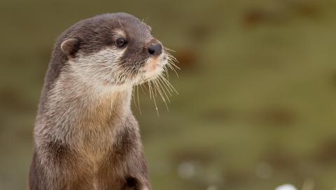 Les 130 ans du Zoo du Bois du Petit-Château