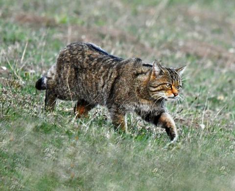 Expo « Chat sauvage – #3 Biodiversité Fribourg » – Fribourg