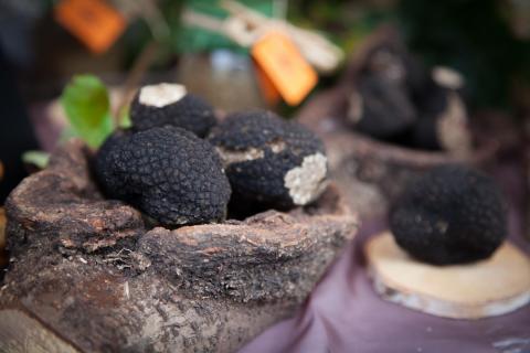 Marché aux Truffes suisses de Bonvillars