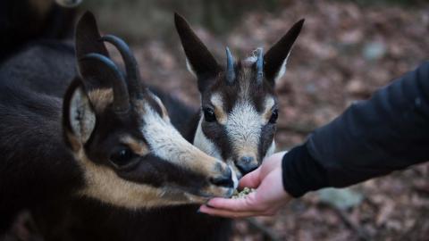 L&rsquo;automne au Zoo des Marécottes