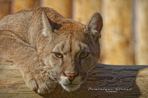 Zoo Le Domaine des Fauves