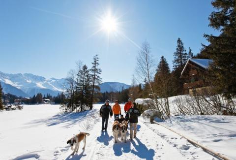 Balade avec les Saint-Bernard à Champex-Lac