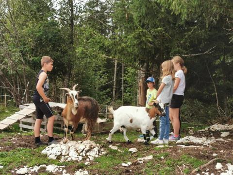 Zooanimation et balade avec les ânes