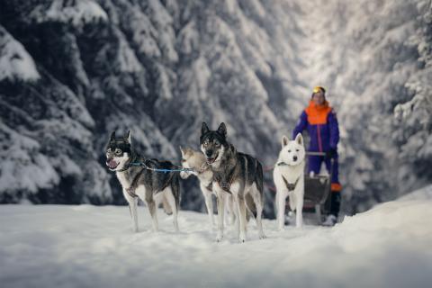 Alpes&rsquo;Huskies