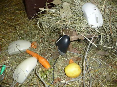 Un refuge pour souris d&rsquo;ordinateur au CERN