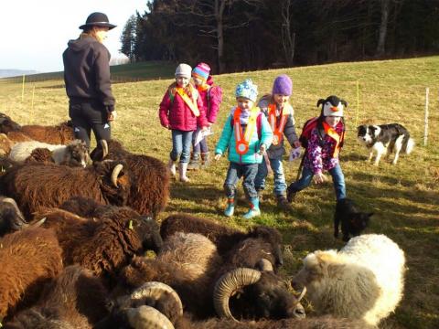Balade avec les moutons