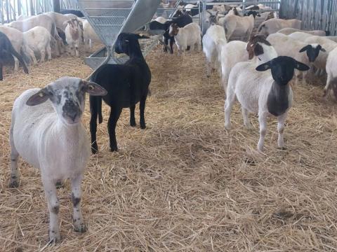 Visite et goûter à la ferme Les Devins