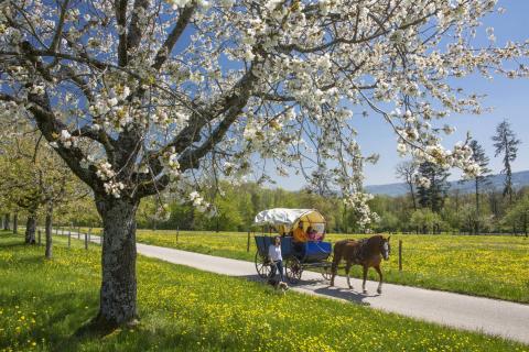 Activités équestres dans les Franches-Montagnes (JU)