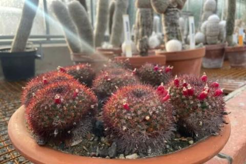 Visite commentée « Délicieux cactus »