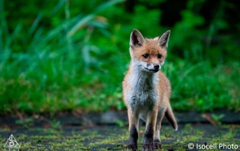 Les Sorties Nature de Naries – canton de Genève