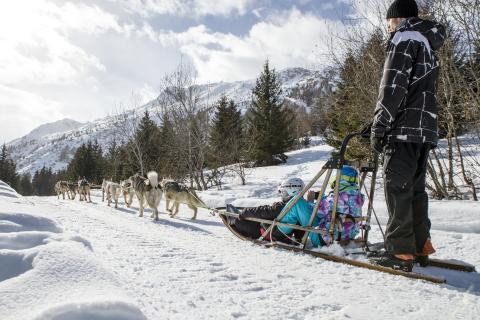 Swiss Mushing Company – Thyon 2000