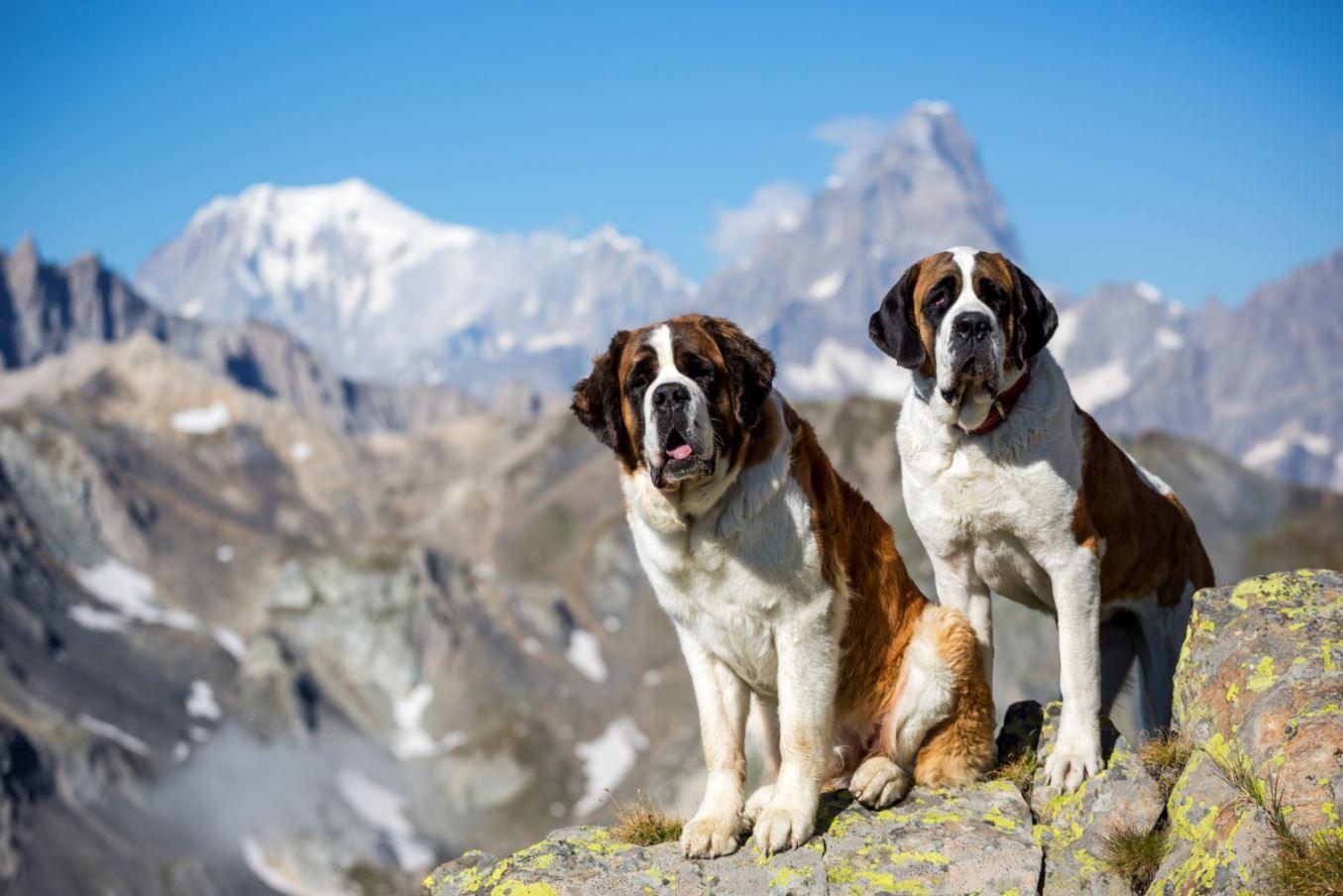 Balades avec les Saint-Bernard